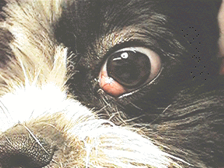Cherry eye in cats treatments top